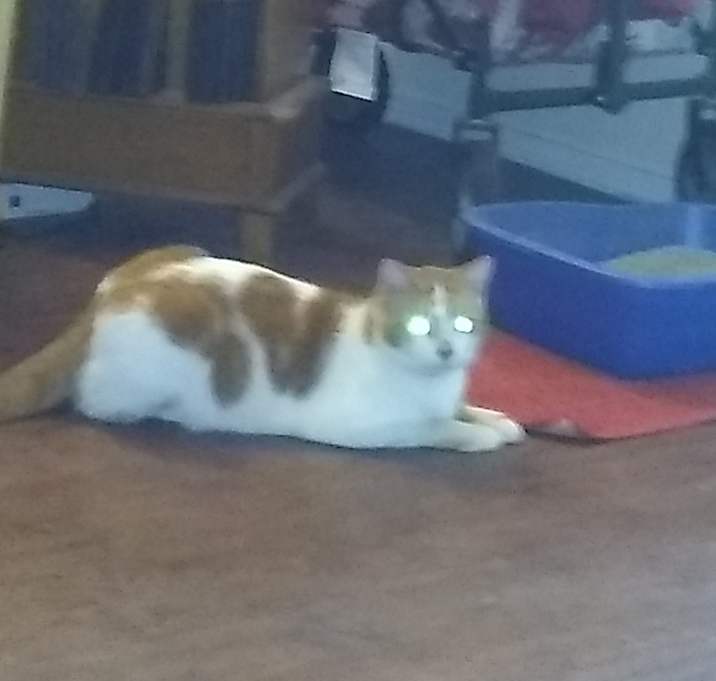 Photo of Mr. Pickles