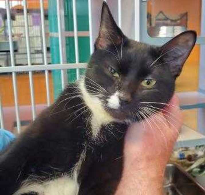 Photo of Little Kitty (Lynne)