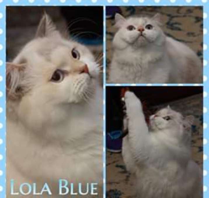 Photo of Lola Blue