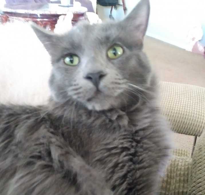 Photo of Casper and Ghost (brothers)