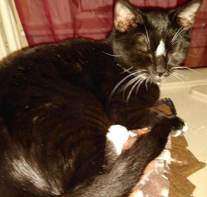 Photo of Mittens aka Guido Furballz 5