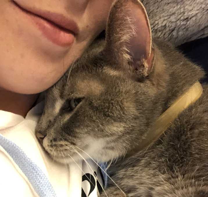 Photo of Grumpy Garage Cat 