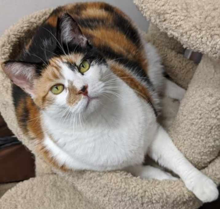 Photo of Missy (FCID# 09/12/2019  - 60 Brookhaven Foster)