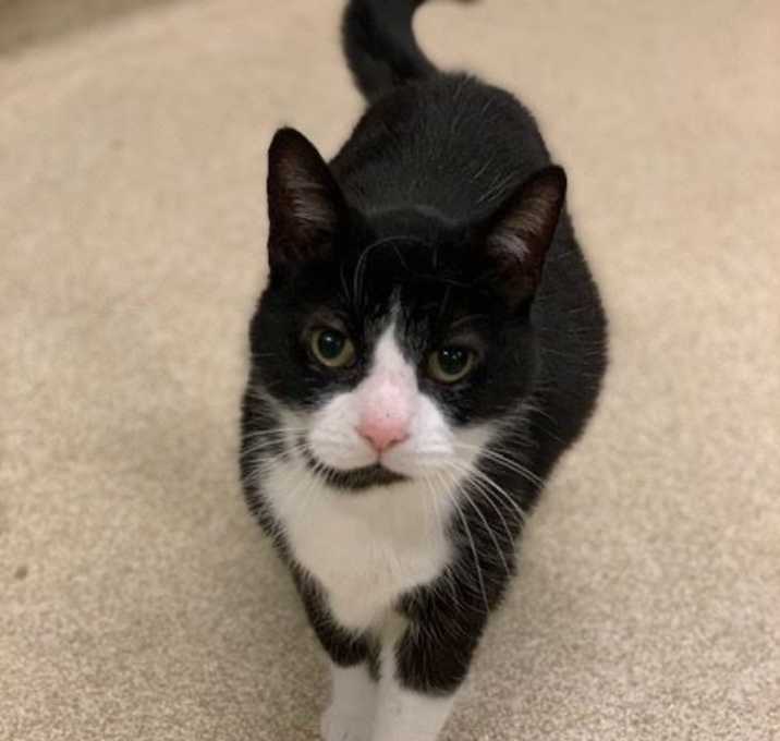 Photo of "Karen" Kitty