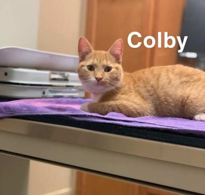 Photo of Colby Jack and Cheddar