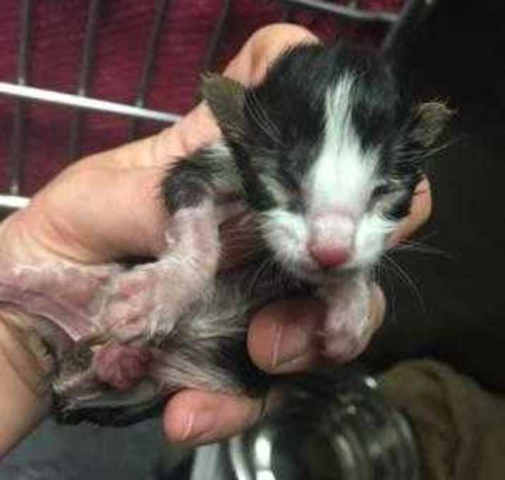 Photo of 19-1839C Xane