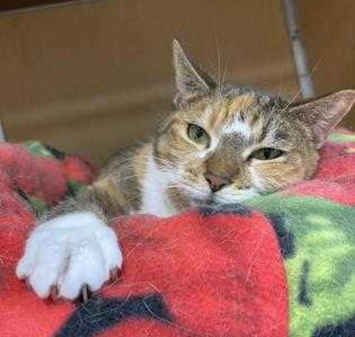 Photo of Dame Maggie