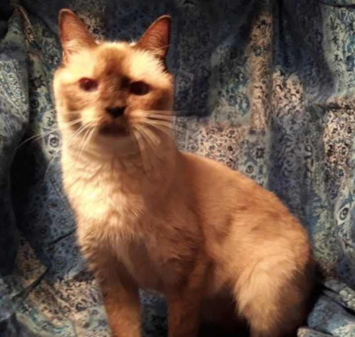 Photo of Shadow Girl