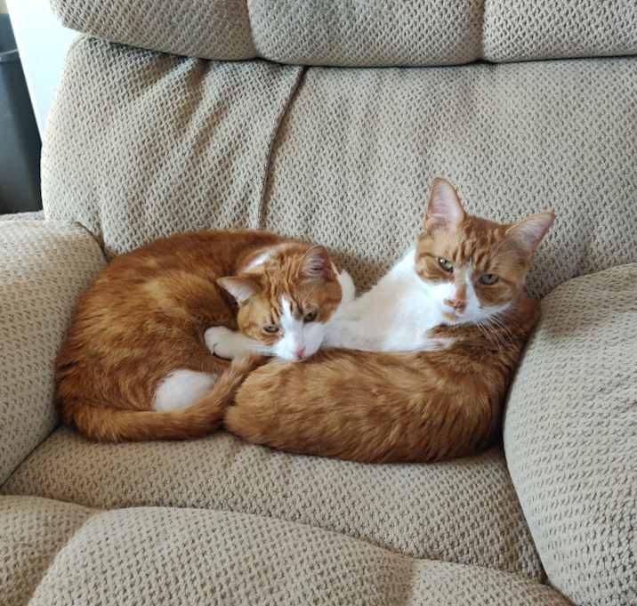 Photo of Punky & KitKat