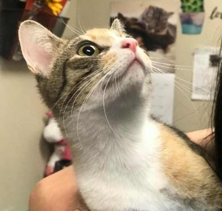 Photo of Sharpay Evans