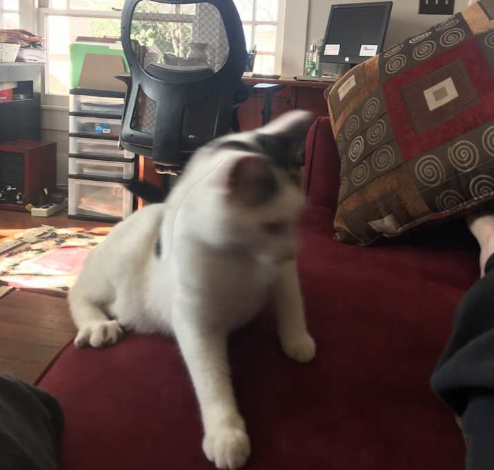 Photo of Valentino (Val )