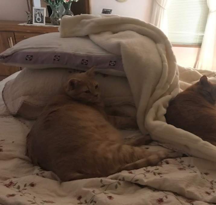 Photo of Tigger and Simba