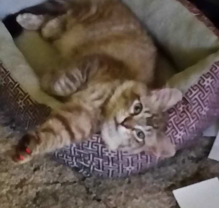 Photo of Louis Vuitton