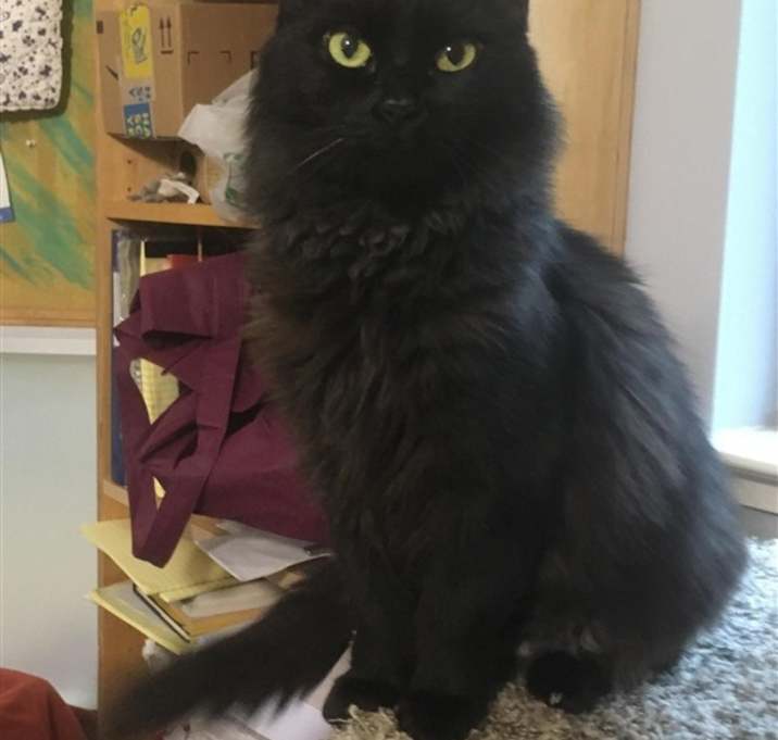 Photo of Toothless