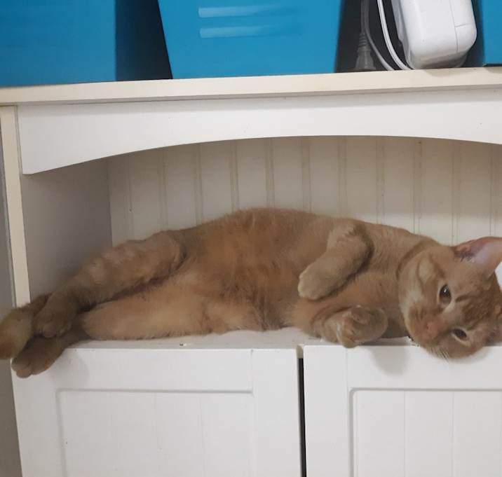 Photo of Buddy, Unknown