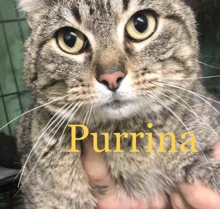Photo of Purrina