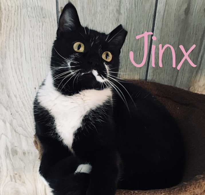 Photo of Jinx