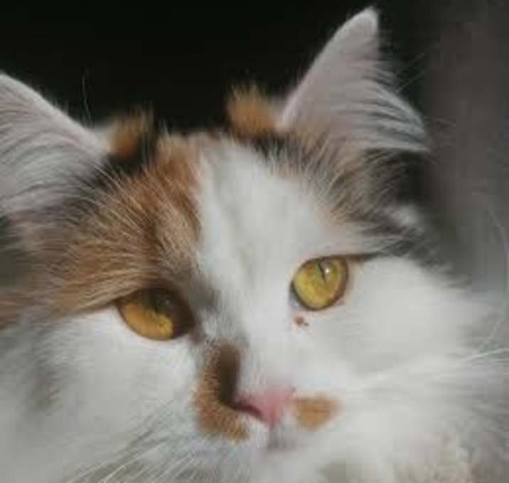 Photo of Sonnie Sonboula Blind Kuwaiti