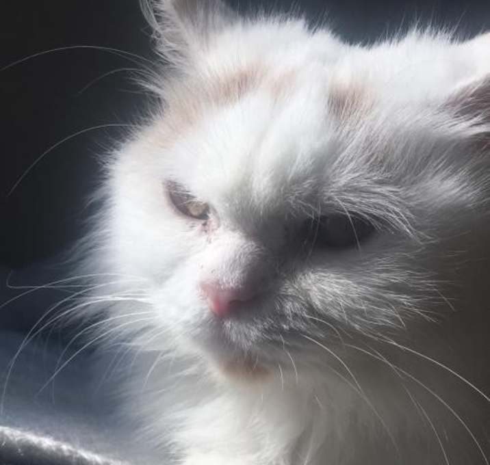 Photo of Snow White Blind Kuwaiti