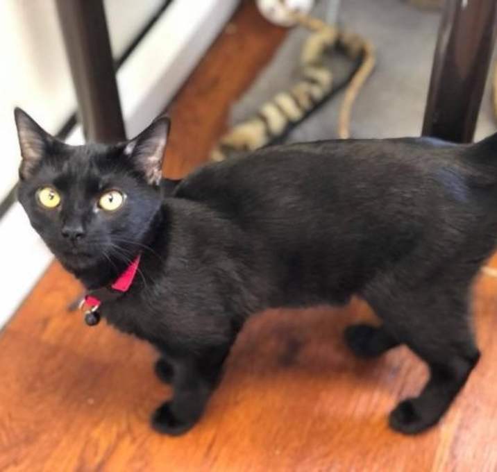 Photo of Boomer (Red)