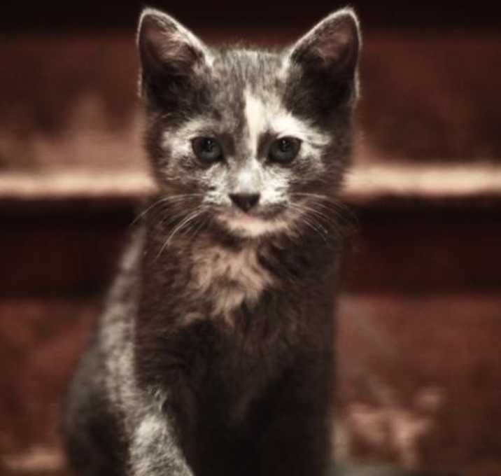 Photo of Pip C3059 NO LONGER ACCEPTING APPS