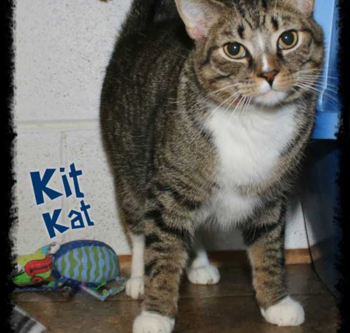 Photo of Kit Kat