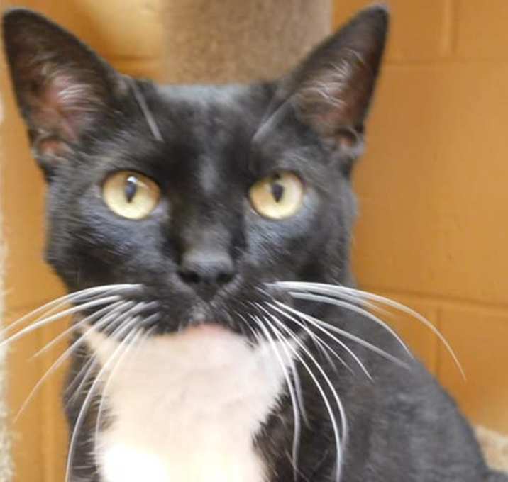 Photo of Mr. Whiskers