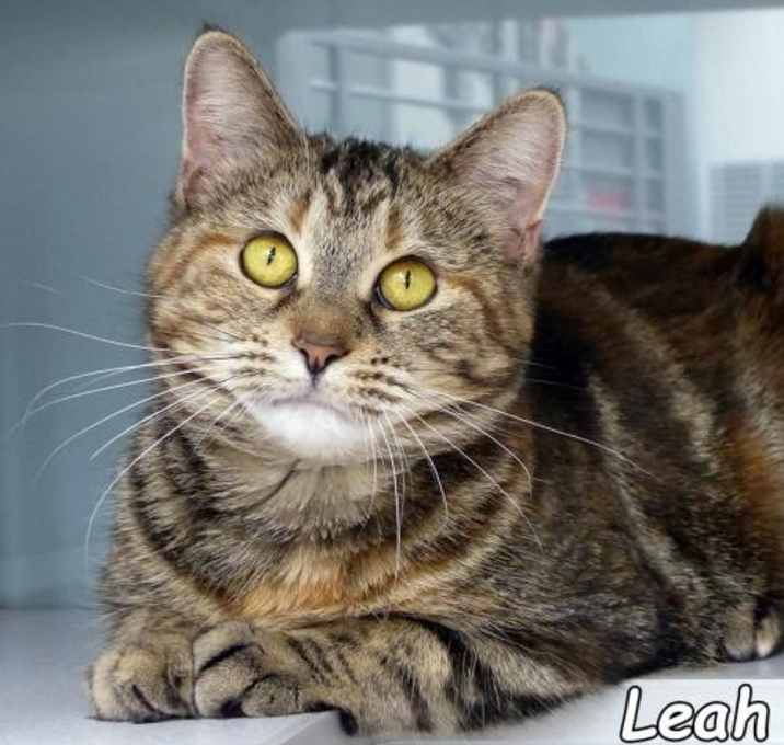 Photo of Leah (in foster)