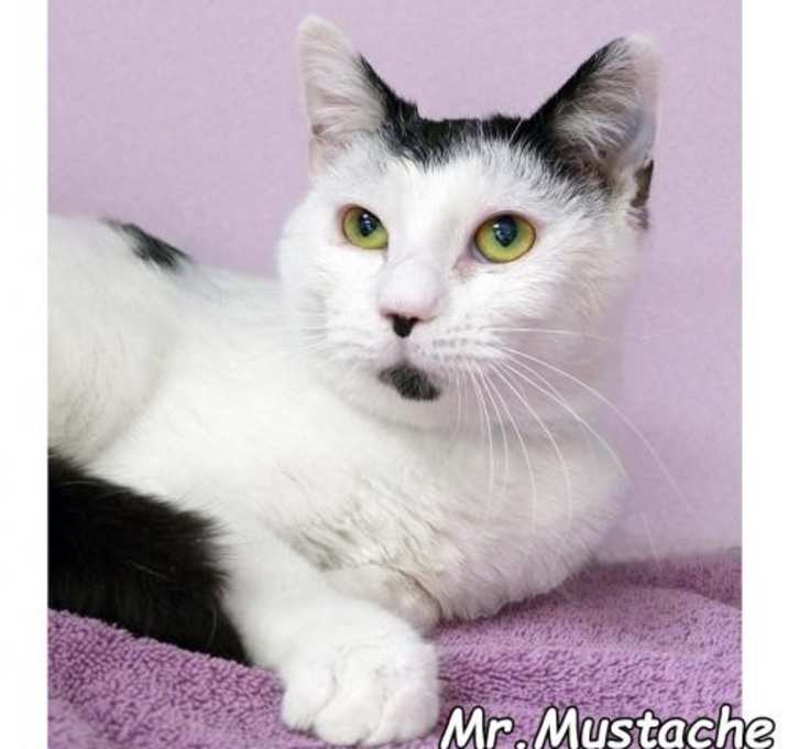 Photo of Mr Mustache (in foster)