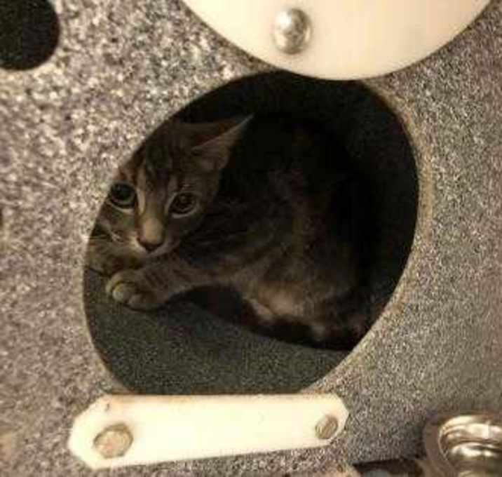 Photo of 20-128C Sage