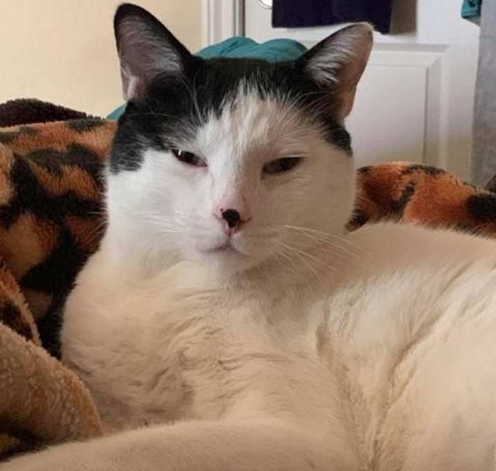 Photo of Felix-Front Declawed