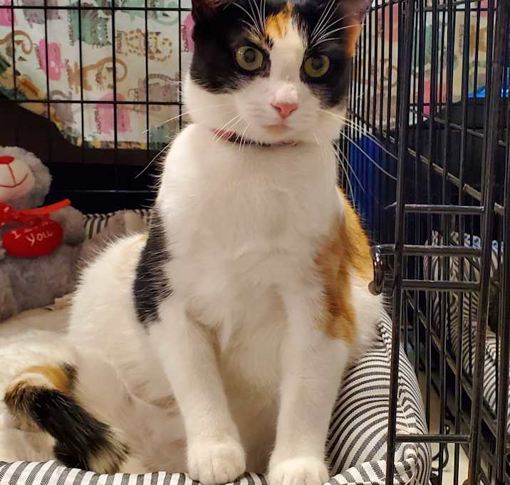 Photo of Spice calico