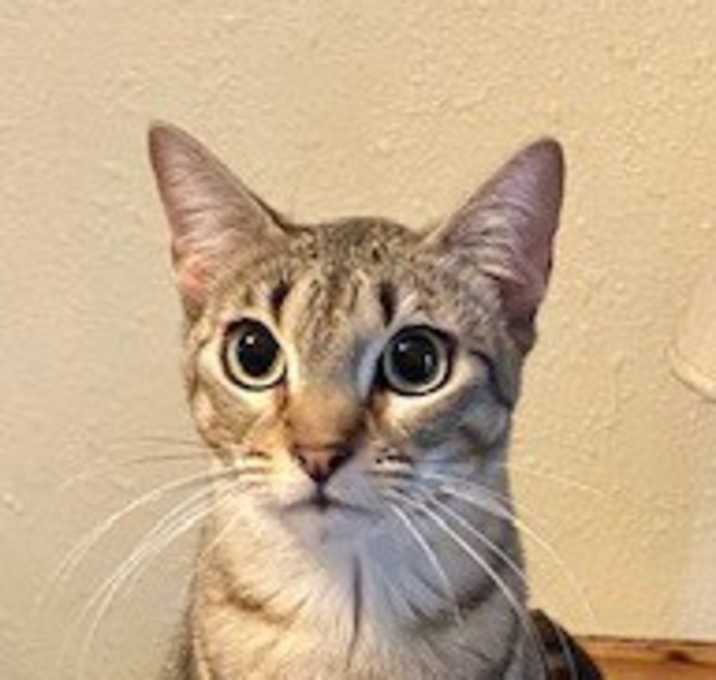 Photo of Hailey with exotic eyes