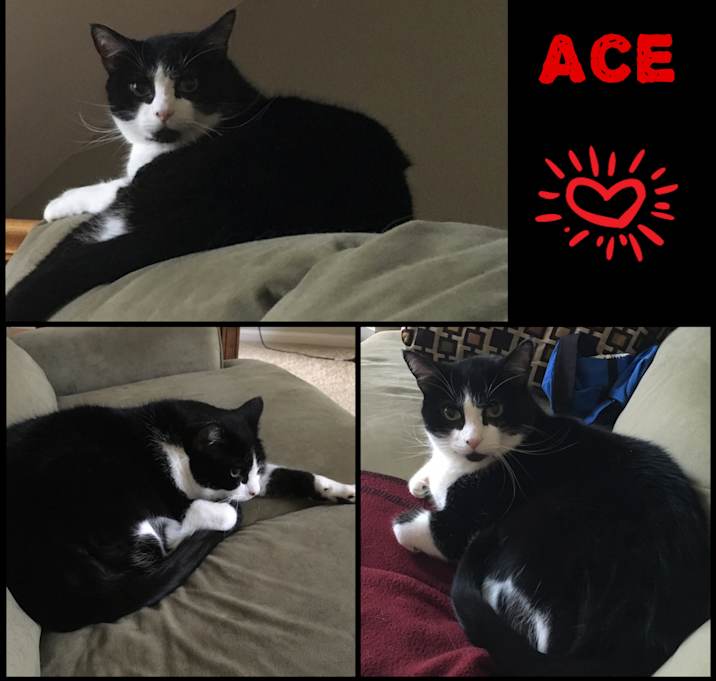 Photo of Ace