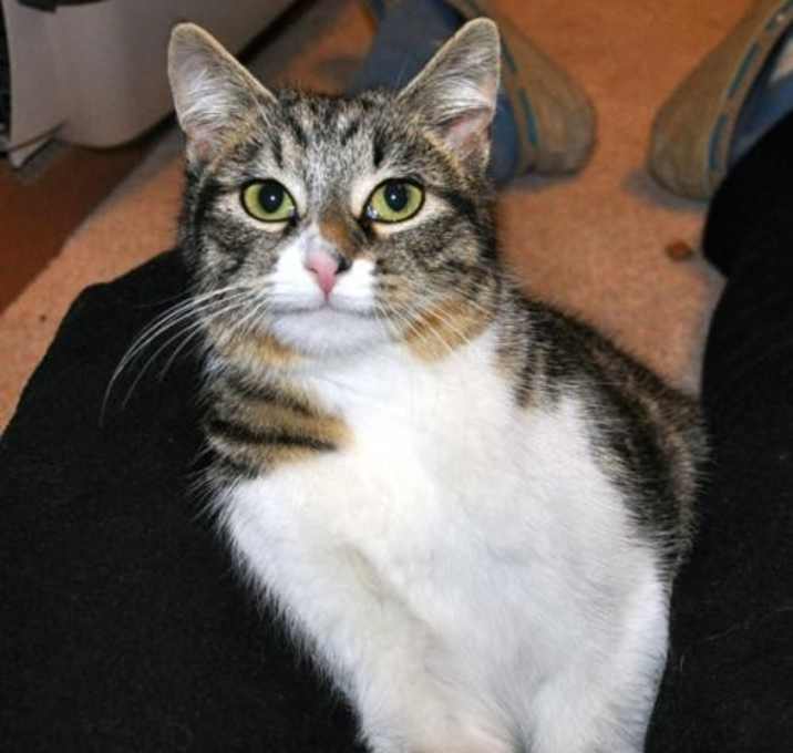 Photo of Alexa - adoption pending