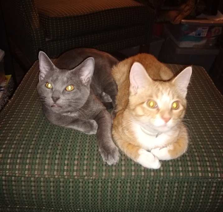 Photo of Pumpkin Cheesecake