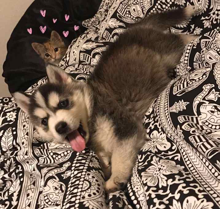 Photo of Peaches (Peachie)