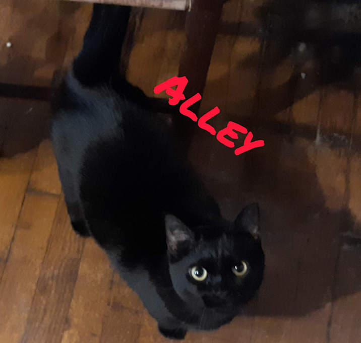 Photo of Alley