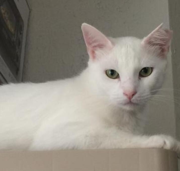 Photo of Alton aka Snow