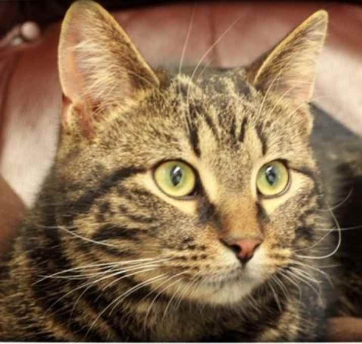 Photo of Princess Peach