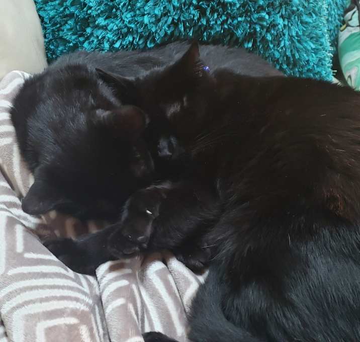 Photo of Rocco and Rico