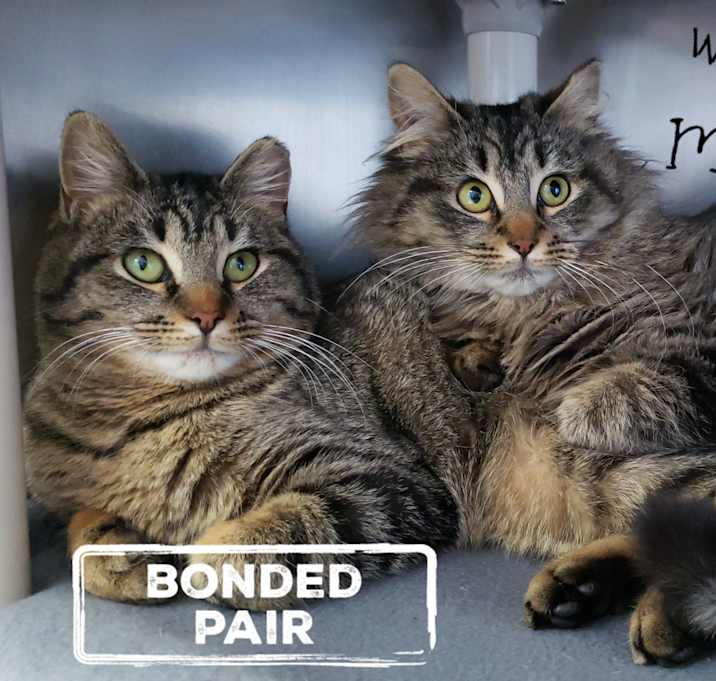 Photo of Yolie & Dhara (BONDED PAIR)