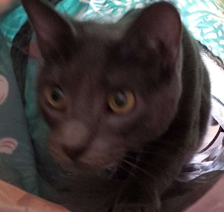 Photo of Sunny Bunny 