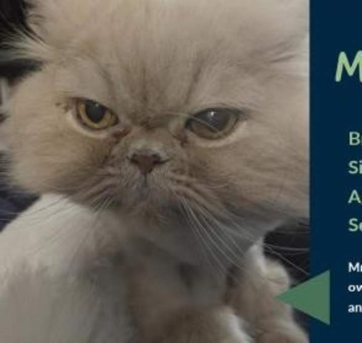 Photo of Mr. Darcy - Courtesy