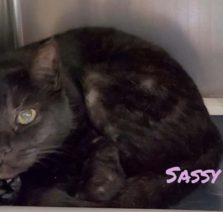 Photo of Sassy