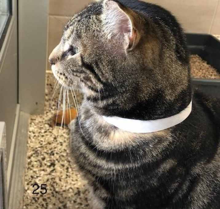 Photo of C20-25 Templeton