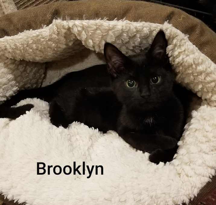 Photo of Brooklyn
