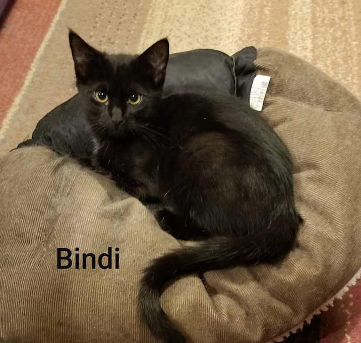 Photo of Bindi