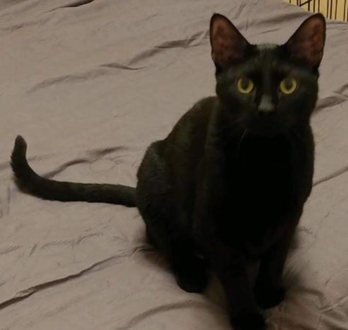 Photo of Binx