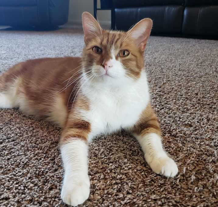 Photo of Mr. Meowsen